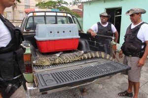 Polícia Ambiental não teve dificuldades em capturá-lo (Foto: Igor de Campos - Especial DP)