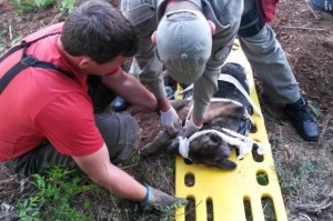 Cadela foi encontrada apenas com a cabeça para fora da terra Foto: Corpo de Bombeiros Vera Cruz / Divulgação