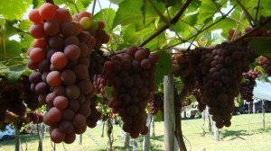 Evento, na propriedade da família Bohrer, terá ainda um dia de campo, com abordagens técnicas sobre a produção diversificada na fruticultura - Foto: Emater/ Divulgação