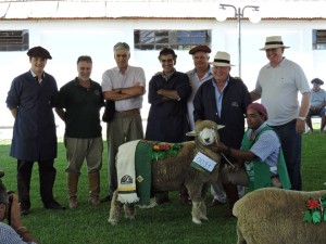 borrega grande campeã